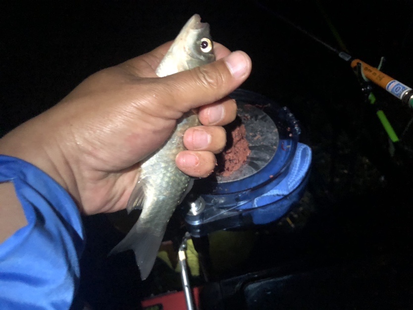 漫天遍野风飘絮，上庄夜钓耍银鲫