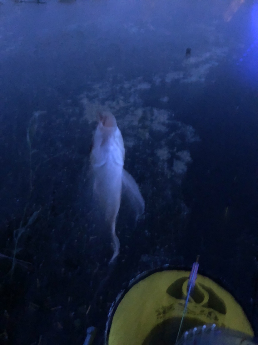 漫天遍野风飘絮，上庄夜钓耍银鲫