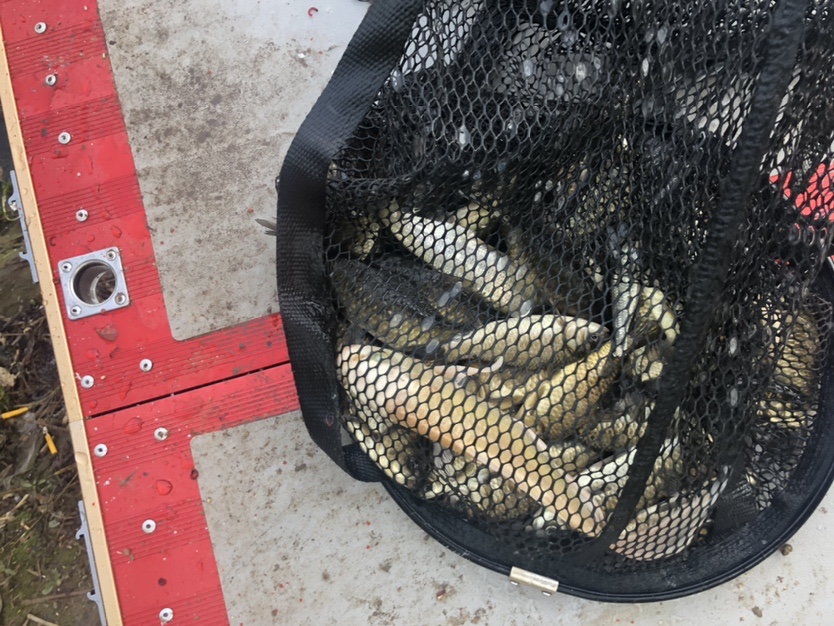 漫天遍野风飘絮，上庄夜钓耍银鲫