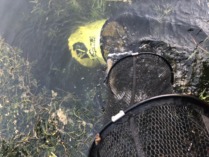 漫天遍野风飘絮，上庄夜钓耍银鲫
