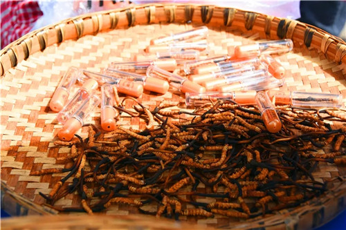 松潘古城虫草市场,四川虫草网上商城