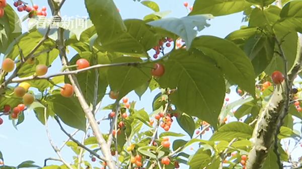 “有毒”!摘樱桃发现每颗都有虫顾客拍视频被扇巴掌