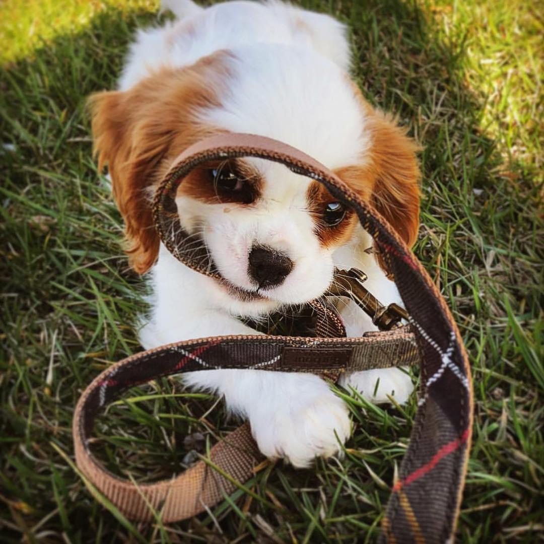 终于找到满眼都是你的狗子了,终于找到同类的哈士奇