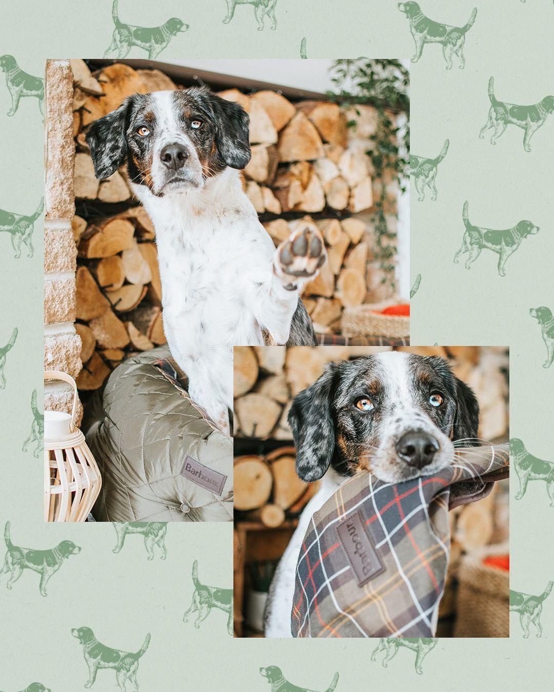 终于找到满眼都是你的狗子了,终于找到同类的哈士奇