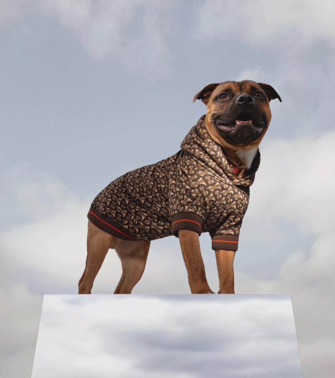 终于找到满眼都是你的狗子了,终于找到同类的哈士奇