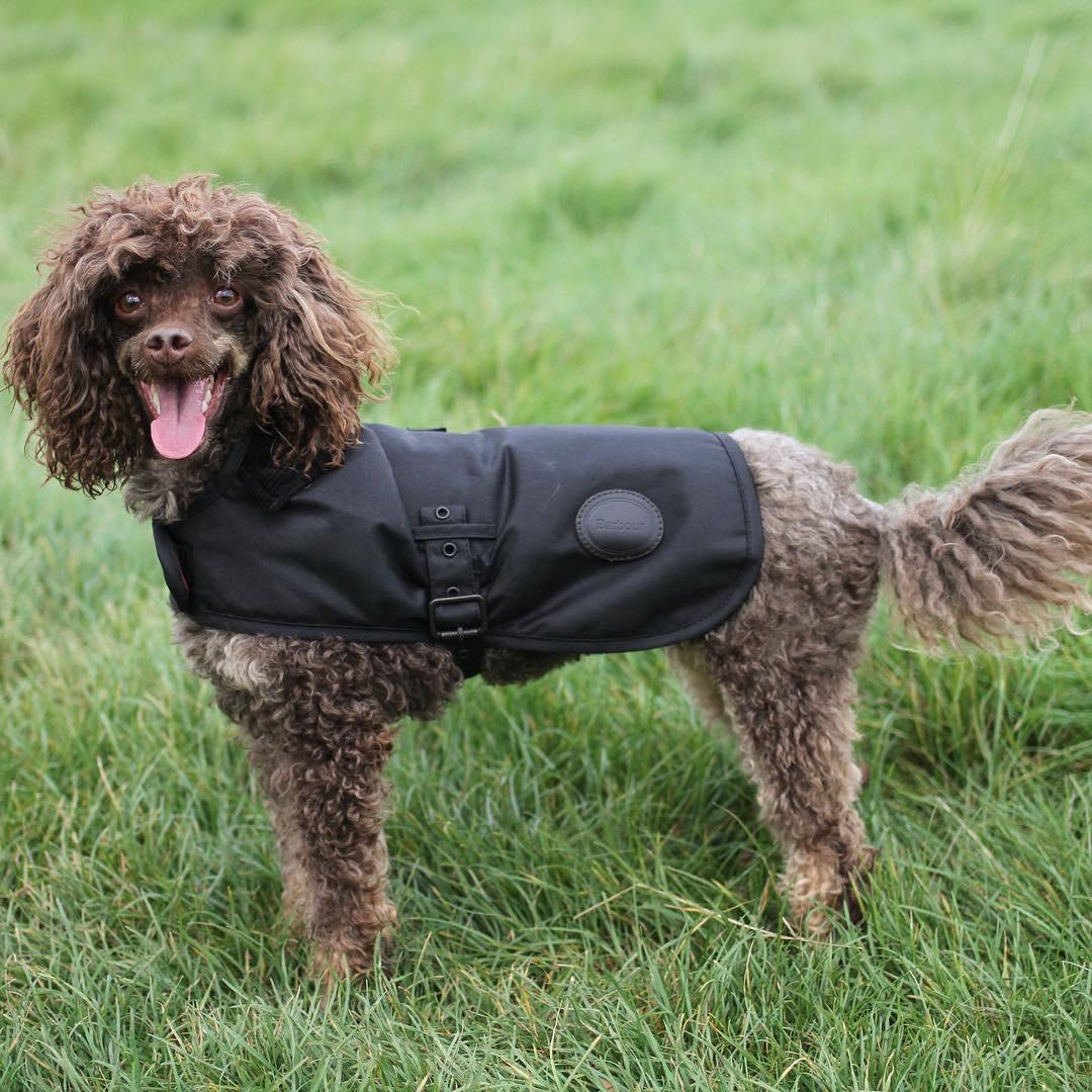 终于找到满眼都是你的狗子了,终于找到同类的哈士奇