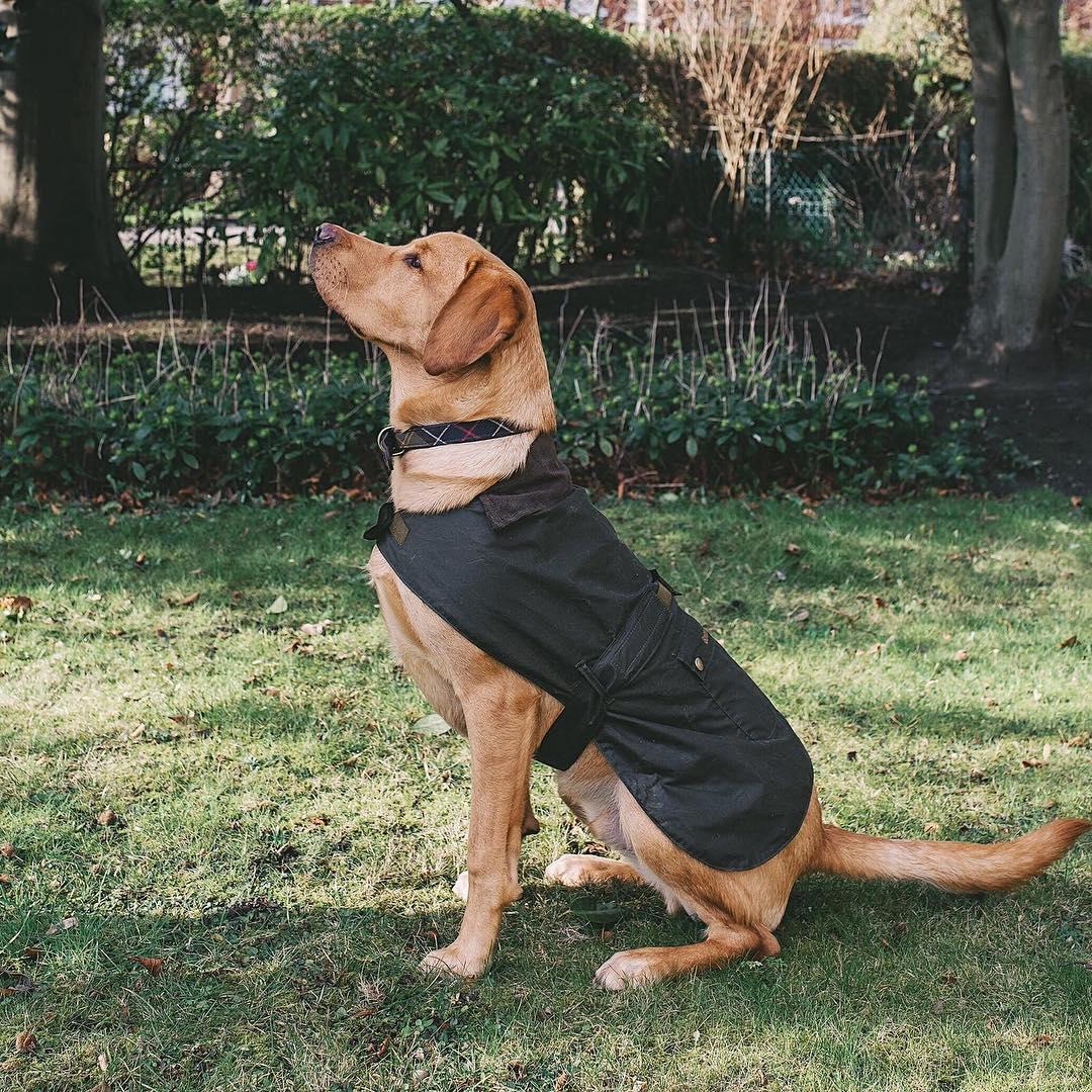 终于找到满眼都是你的狗子了,终于找到同类的哈士奇