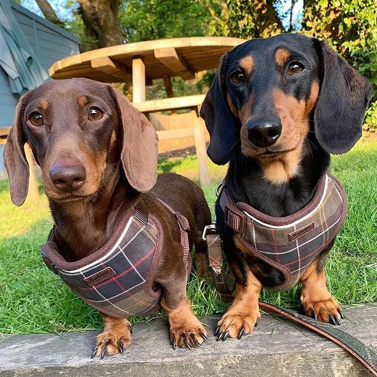 终于找到满眼都是你的狗子了,终于找到同类的哈士奇