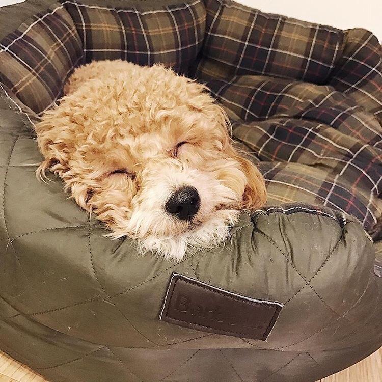 终于找到满眼都是你的狗子了,终于找到同类的哈士奇