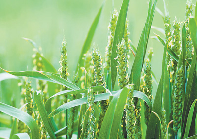 土专家讲棉花管理技术,土专家种田种出科技范儿