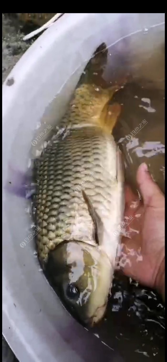 野钓小鱼闹窝怎么办用几号钩,野钓小鱼闹窝怎么解决