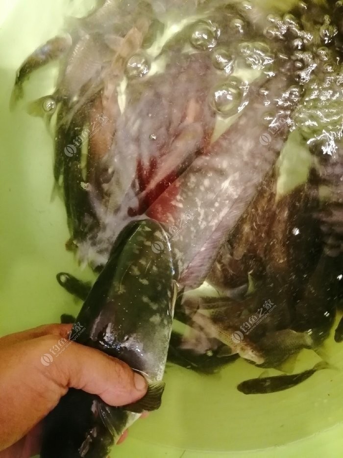 野钓小鱼闹窝怎么办用几号钩,野钓小鱼闹窝怎么解决