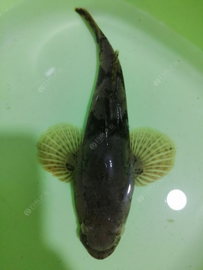 野钓小鱼闹窝怎么办用几号钩,野钓小鱼闹窝怎么解决