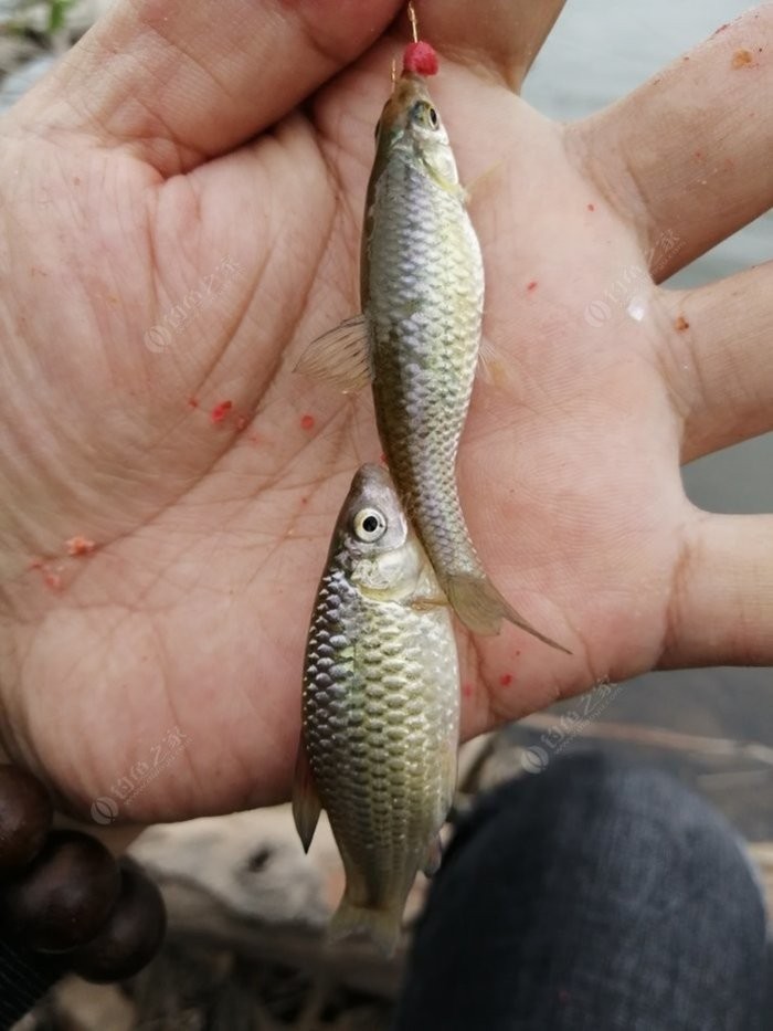 野钓小鱼闹窝怎么办用几号钩,野钓小鱼闹窝怎么解决