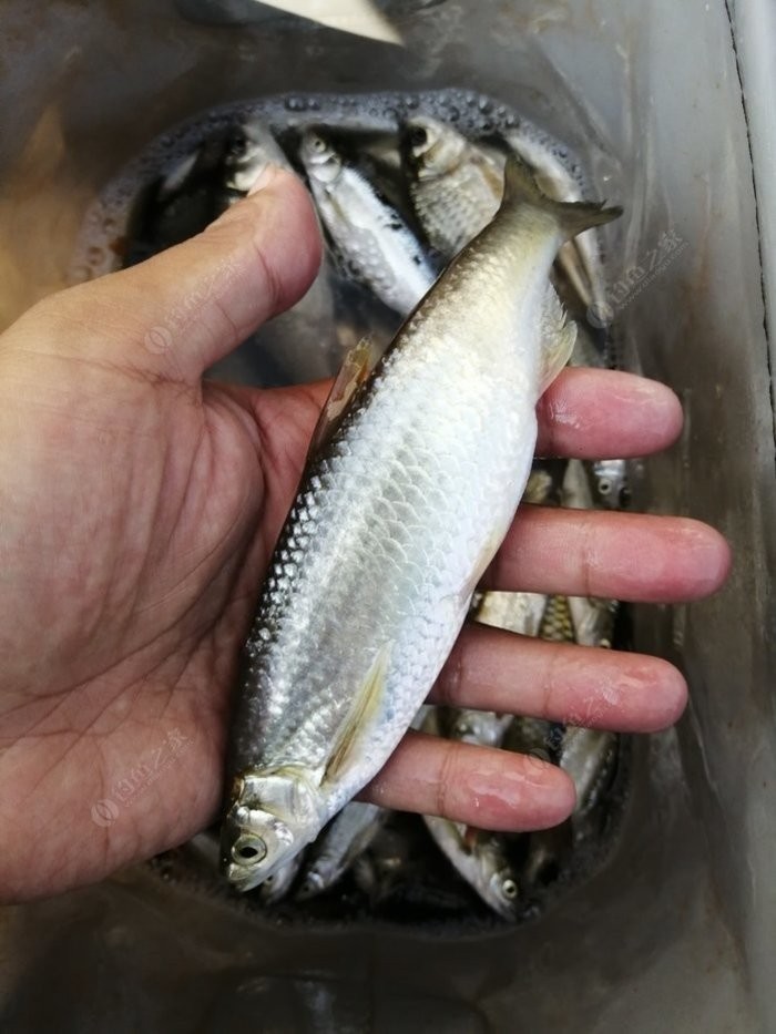 野钓小鱼闹窝怎么办用几号钩,野钓小鱼闹窝怎么解决