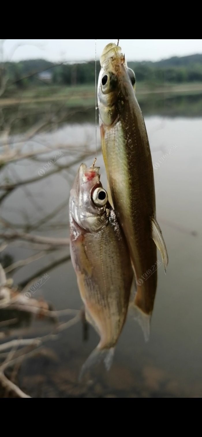 野钓小鱼闹窝怎么办用几号钩,野钓小鱼闹窝怎么解决
