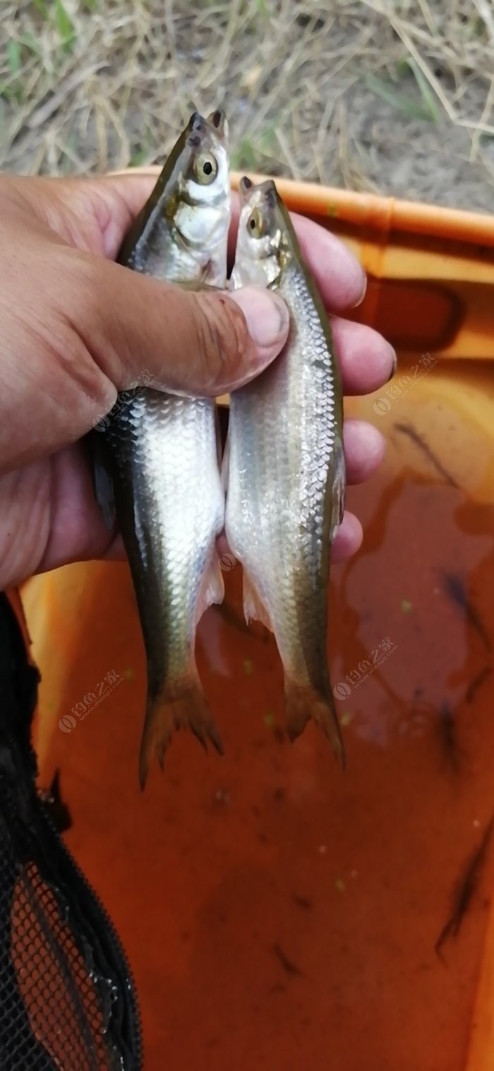 野钓小鱼闹窝怎么办用几号钩,野钓小鱼闹窝怎么解决