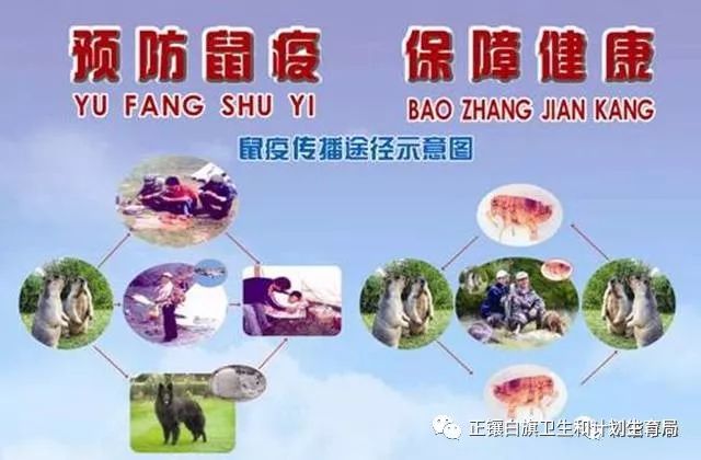 鼠疫宣传短片蒙汉版,鼠疫防治知识宣传手册