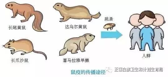 鼠疫宣传短片蒙汉版,鼠疫防治知识宣传手册