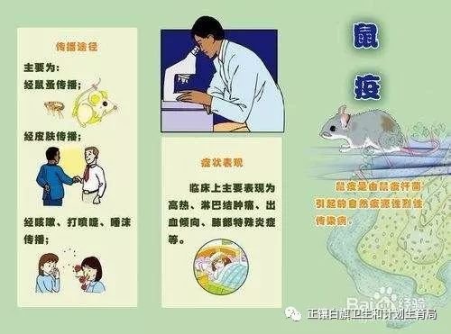 鼠疫宣传短片蒙汉版,鼠疫防治知识宣传手册