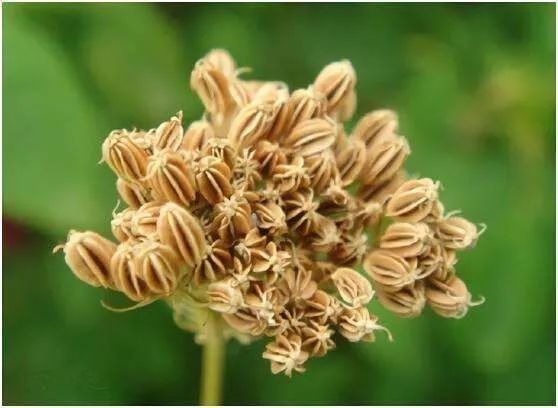 【栖霞山·植物百科】蛇床：我说我是平平无奇朴实无华的小白花，你信吗？