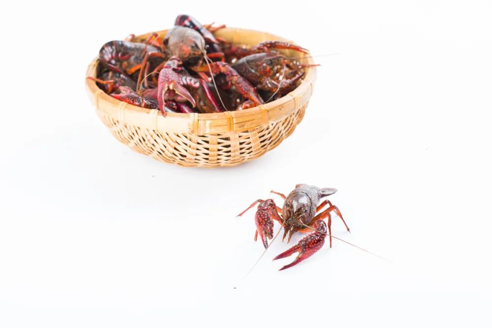小龙虾黄色是膏还是屎,小龙虾黑线是屎吗