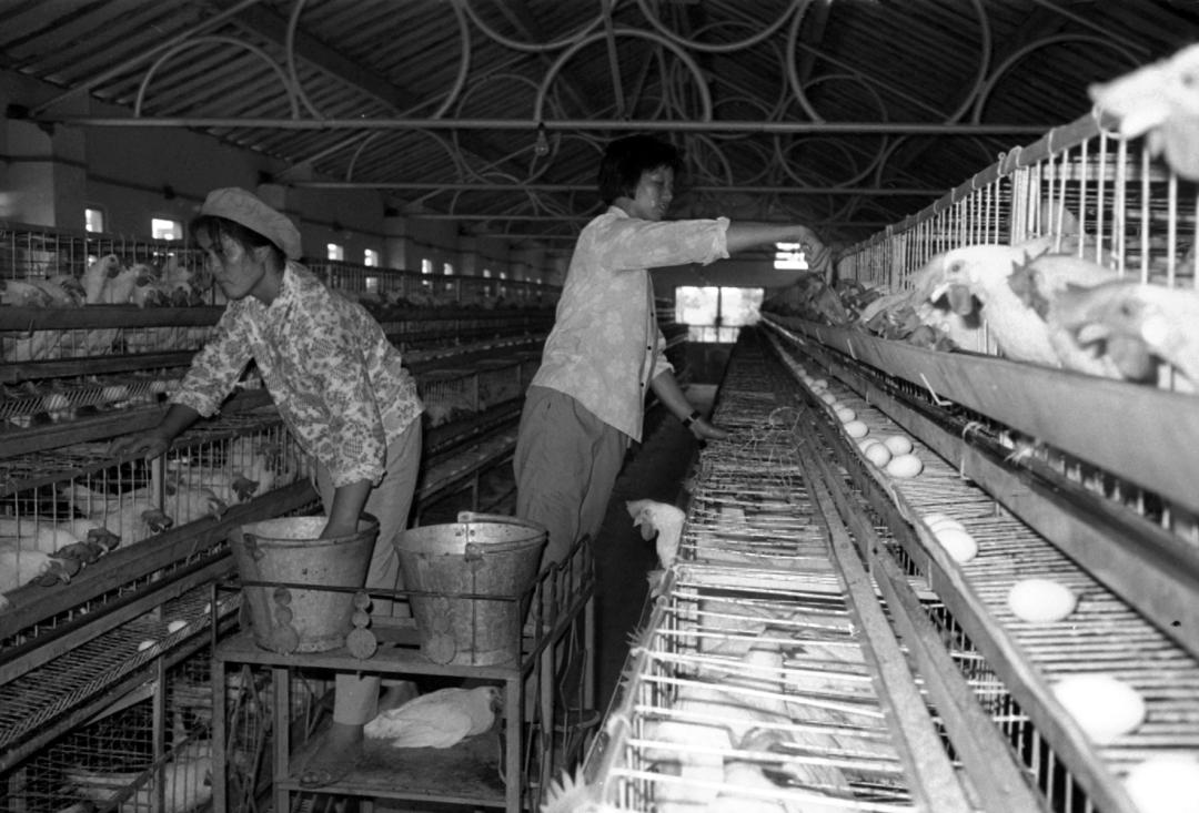 请比对!透过这些新老照片让你“穿越”长宁……