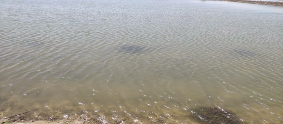 河蟹养殖技术最新,最简单的河蟹养殖