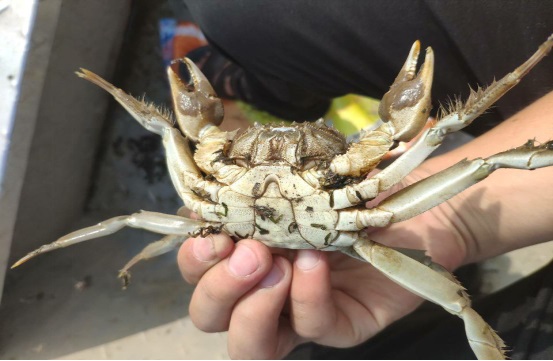 河蟹养殖技术最新,最简单的河蟹养殖