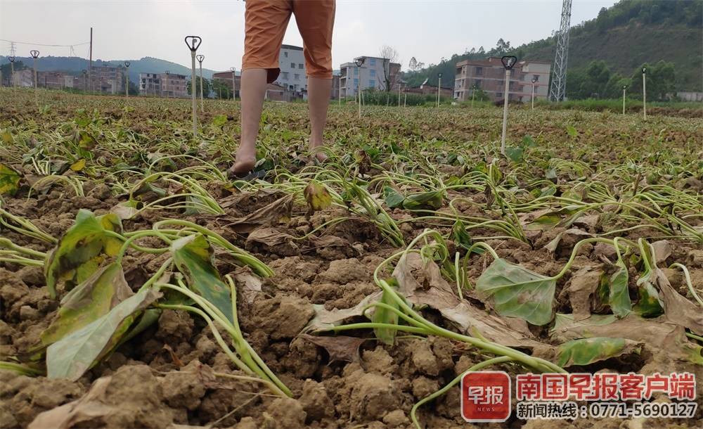 三四千公斤蔬菜莫名枯死,南宁一菜农疑灌溉用水遭污染
