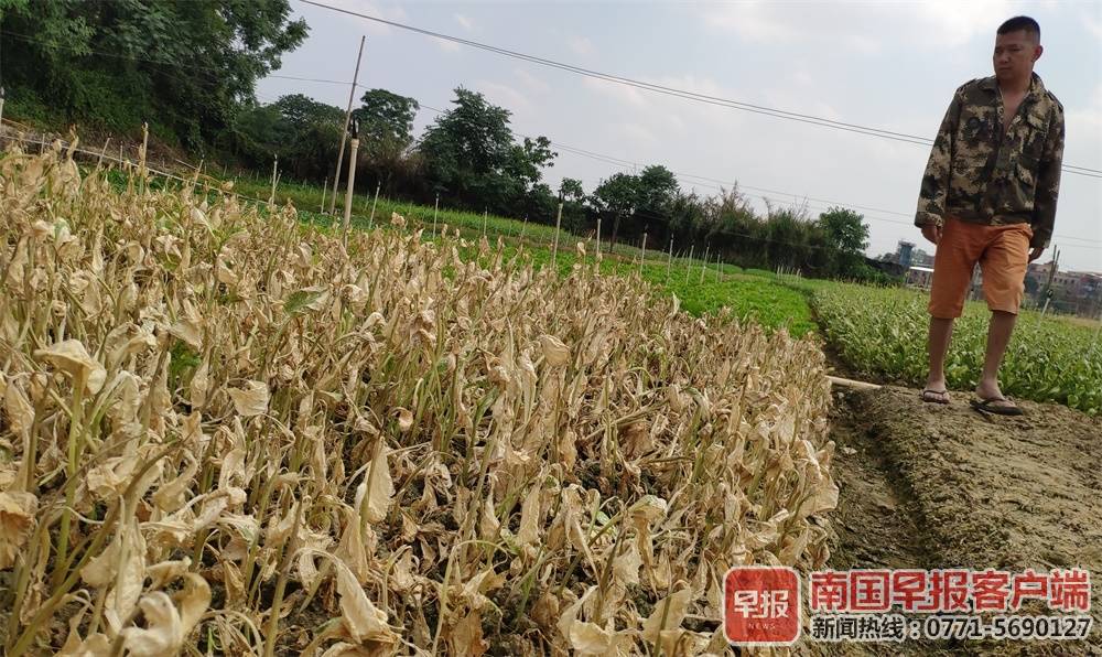 三四千公斤蔬菜莫名枯死,南宁一菜农疑灌溉用水遭污染