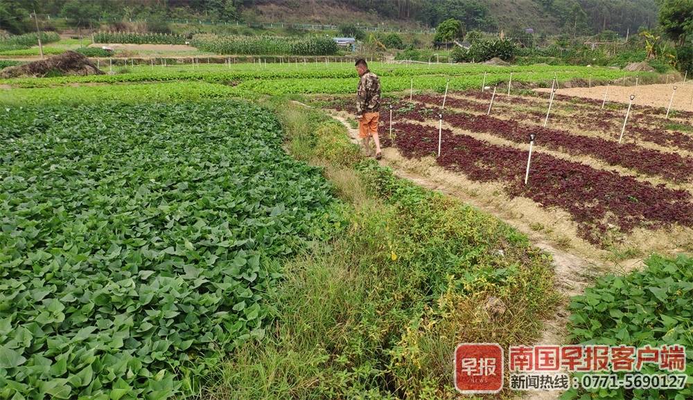 三四千公斤蔬菜莫名枯死,南宁一菜农疑灌溉用水遭污染