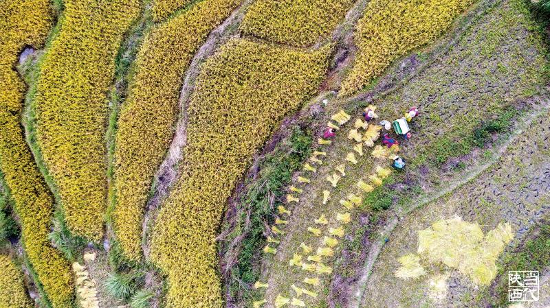 村干部一肩挑具体做法,一肩挑还用选举村主任吗