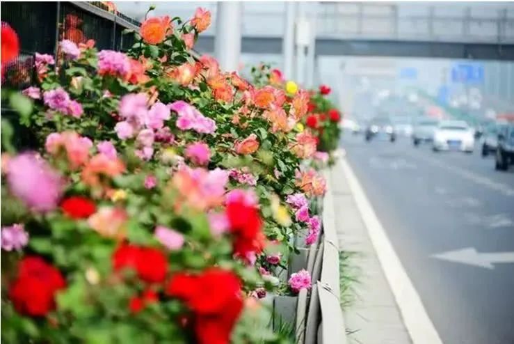 中国月季城市,市花为月季的城市有几个