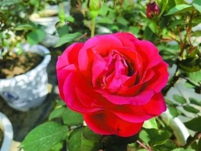 中国月季城市,市花为月季的城市有几个