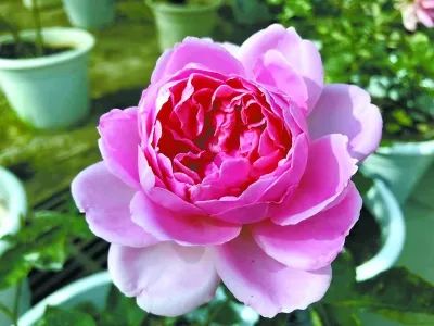 中国月季城市,市花为月季的城市有几个