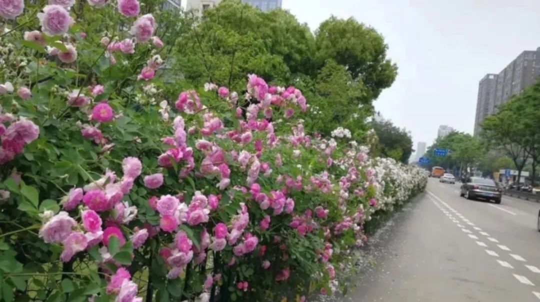 中国月季城市,市花为月季的城市有几个