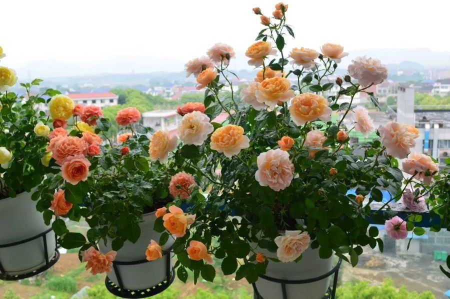 中国月季城市,市花为月季的城市有几个
