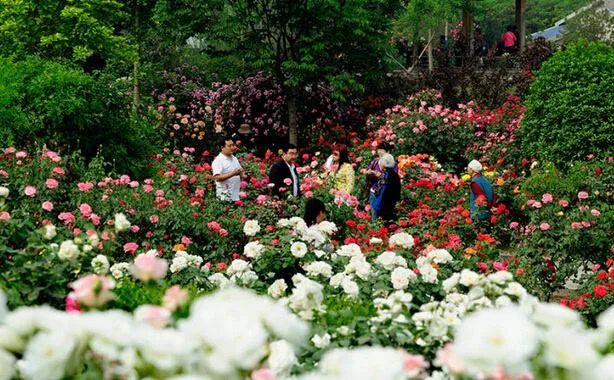 中国月季城市,市花为月季的城市有几个