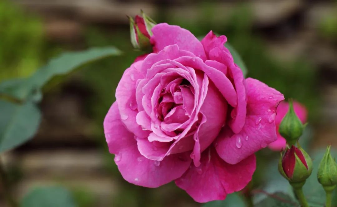 中国月季城市,市花为月季的城市有几个