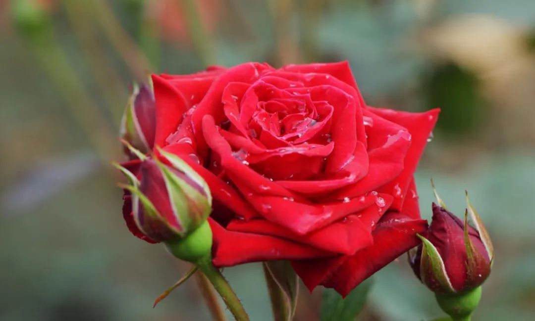 中国月季城市,市花为月季的城市有几个