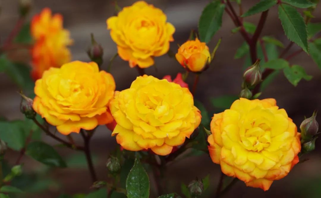 中国月季城市,市花为月季的城市有几个