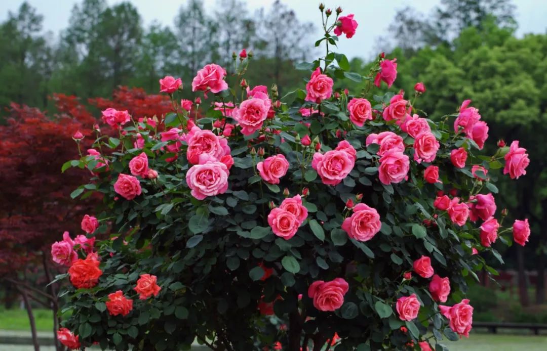 中国月季城市,市花为月季的城市有几个