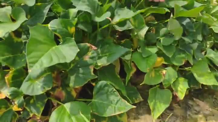 三四千公斤蔬菜莫名枯死，南宁一菜农疑灌溉用水遭污染