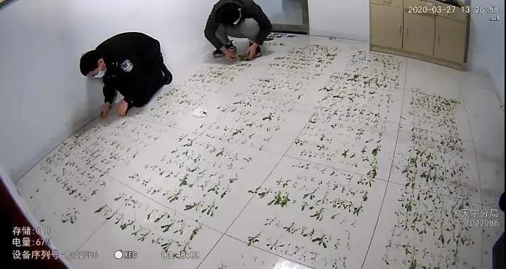 提醒丨这种花，种了就抓