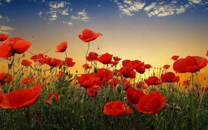 提醒丨这种花，种了就抓