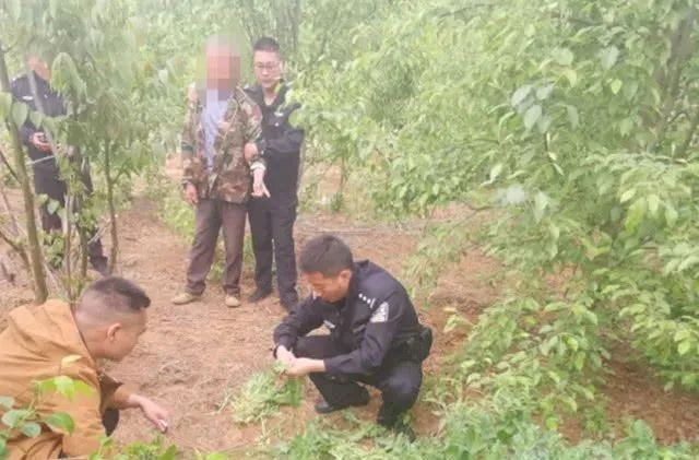 提醒丨这种花，种了就抓