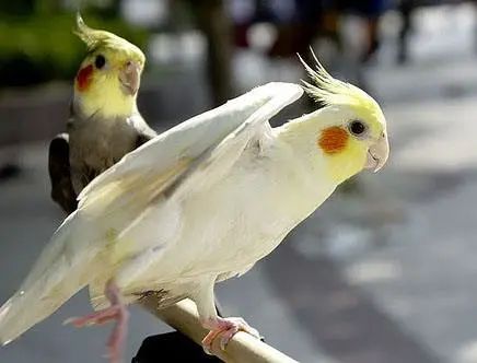 心疼……鸡尾鹦鹉拉稀了,怎么办?