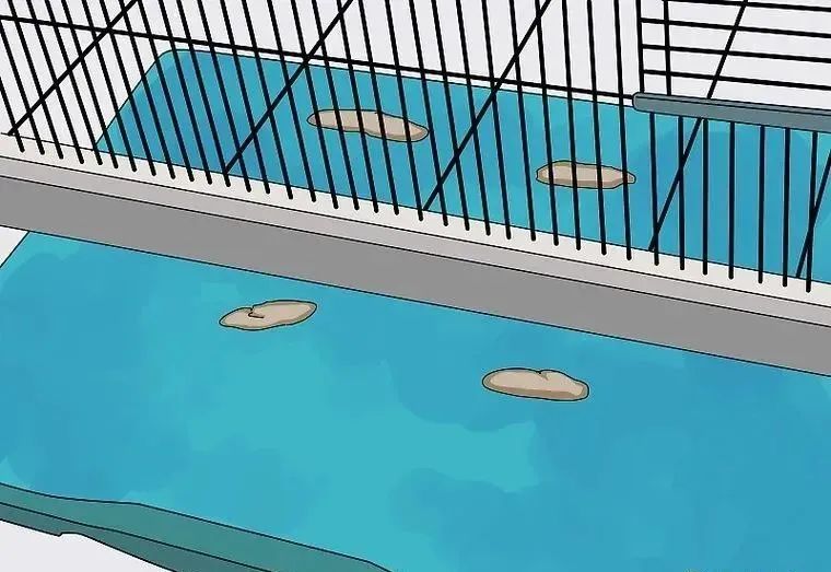 心疼……鸡尾鹦鹉拉稀了,怎么办?