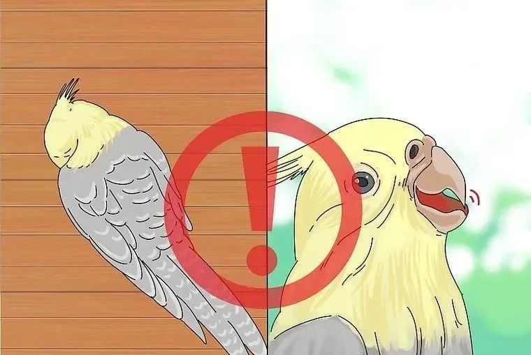 心疼……鸡尾鹦鹉拉稀了,怎么办?